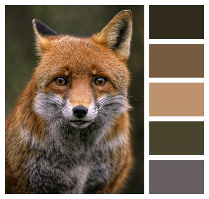 Red Fox Fox Canine Image